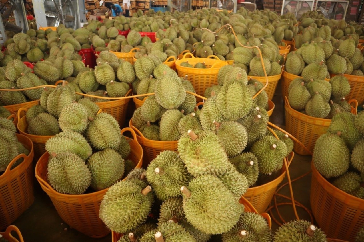 Sau rieng Dak Lak rot gia manh, thuong lai dung mua hinh anh