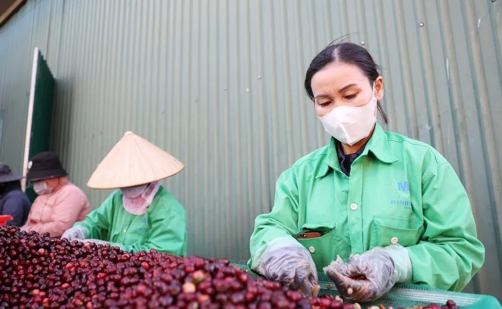 Mien thue doi ung, nong san Viet co co hoi tang xuat khau sang My hinh anh