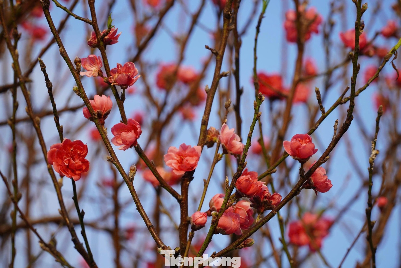 đào ảnh 3 dao anh 3