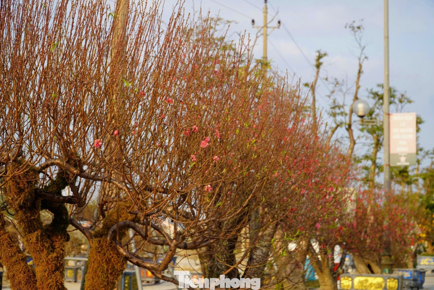 đào ảnh 5 dao anh 5