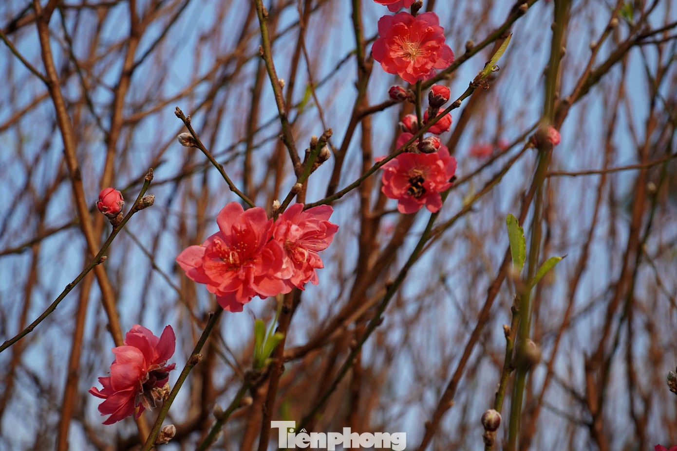 đào ảnh 6 dao anh 6