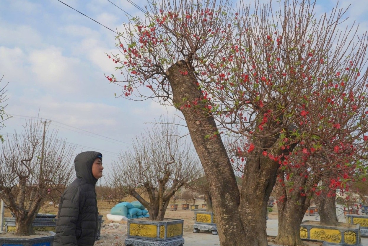 Dao co thu, buoi Tet xuong pho hinh anh