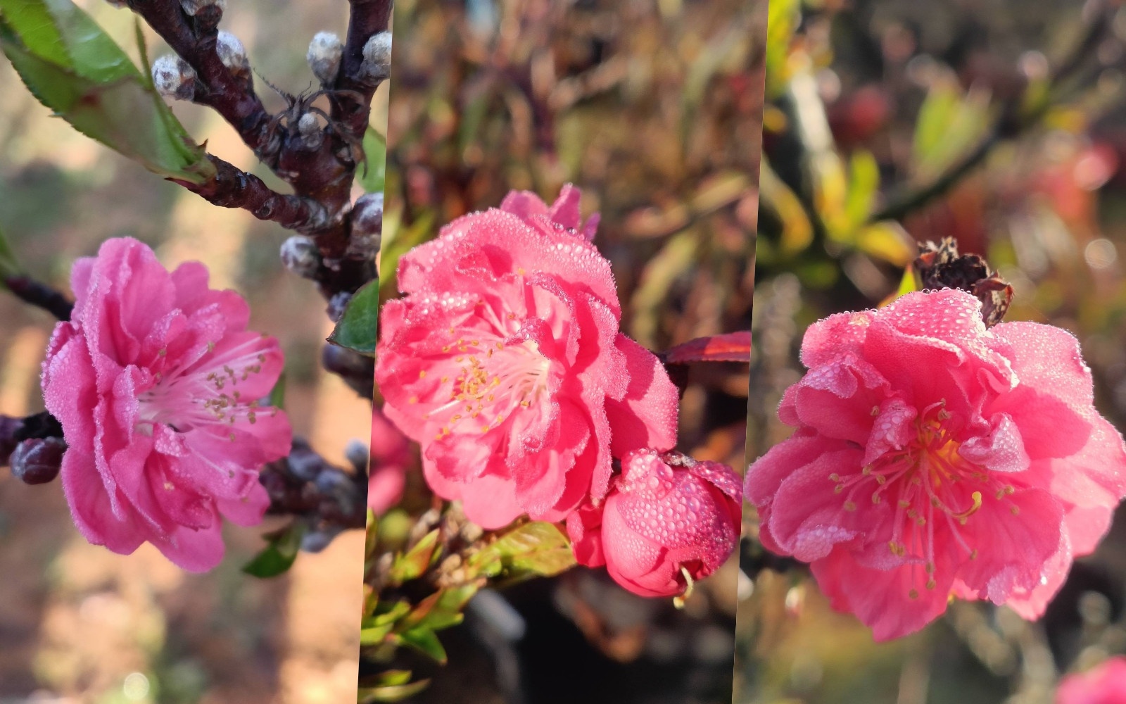 Dao that thon dat do no som, nguoi trong nhu 'ngoi tren lua' hinh anh