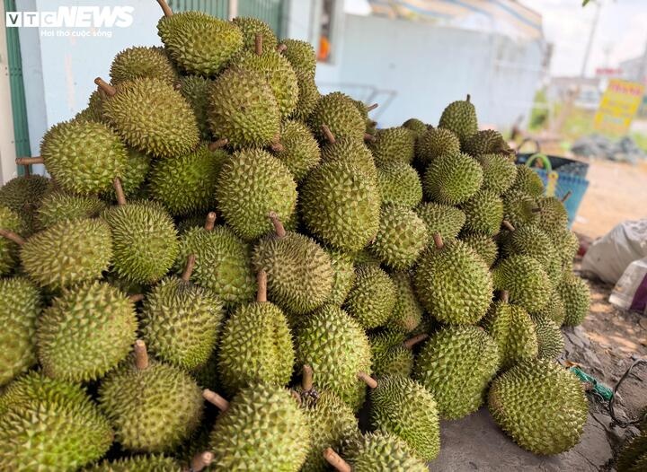 cadimi anh 1