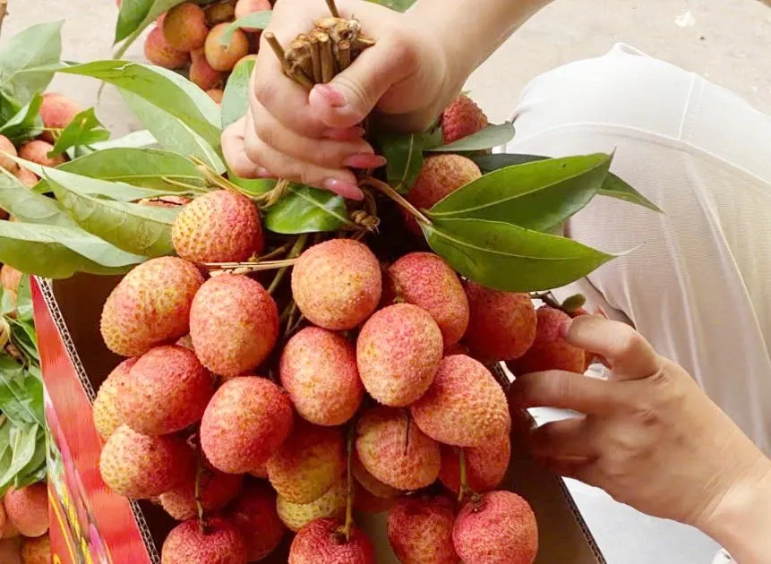 Chua tung co: 300.000 dong/kg vai thieu tai vuon hinh anh