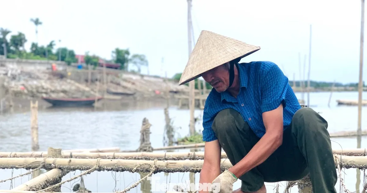'Hái ra tiền' với nghề thả dây trên sông cho hàu bám