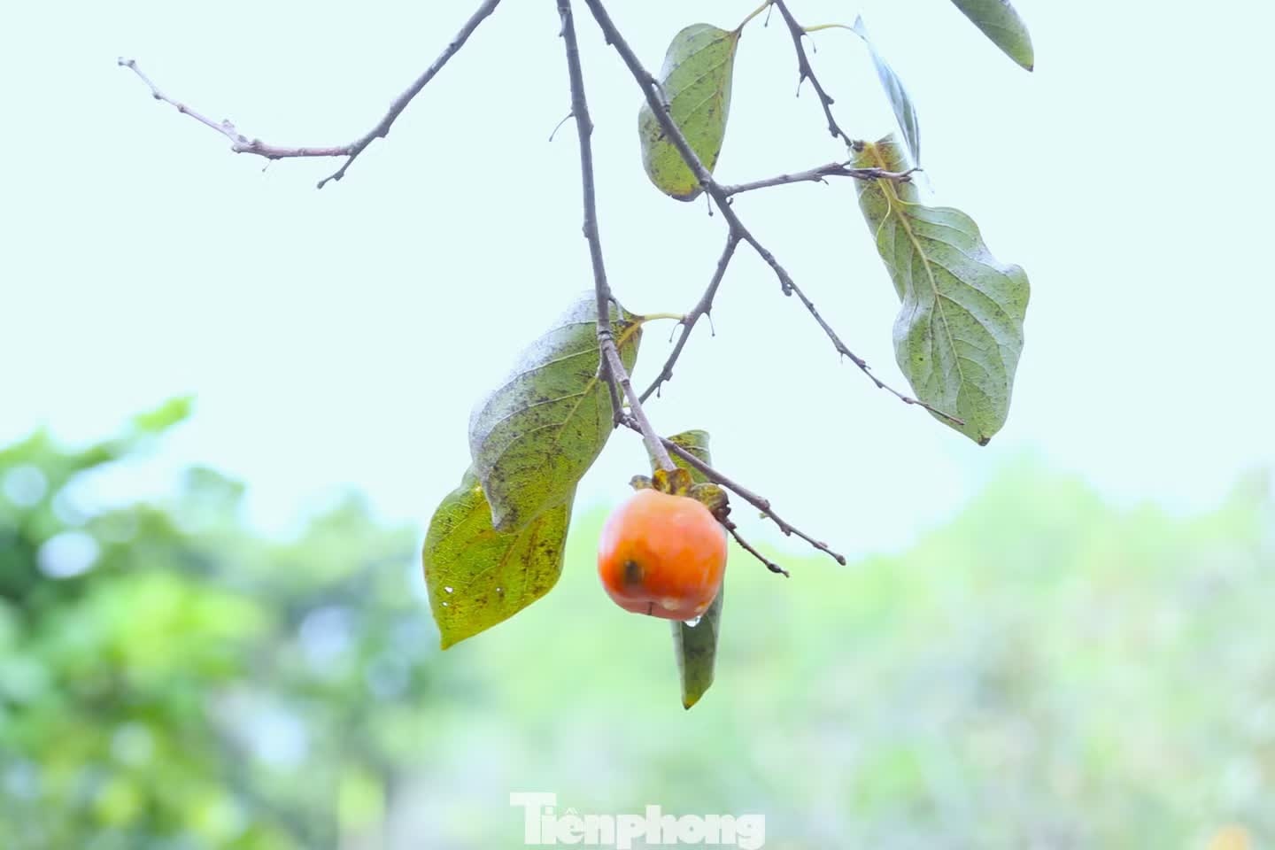 hồng ảnh 6