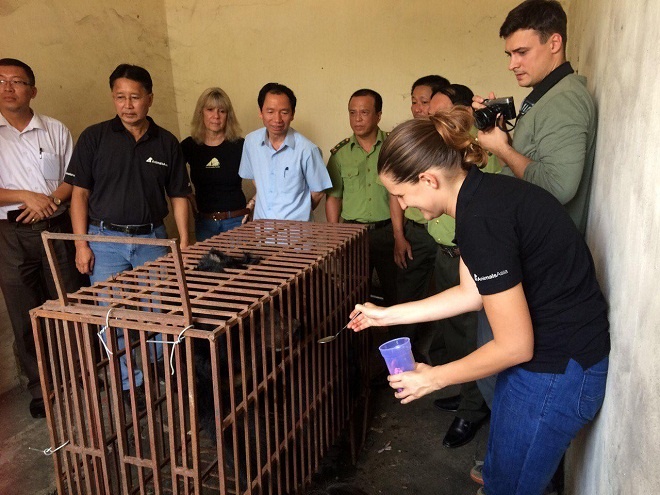 Cá thể gấu nuôi nhốt lấy mật cuối cùng ở Quảng Ninh được cứu hộ.