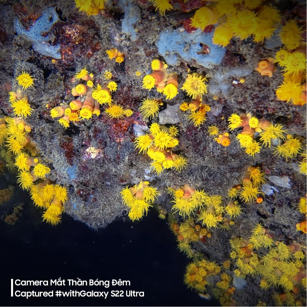 giá S22 ảnh 4 gia S22 anh 4