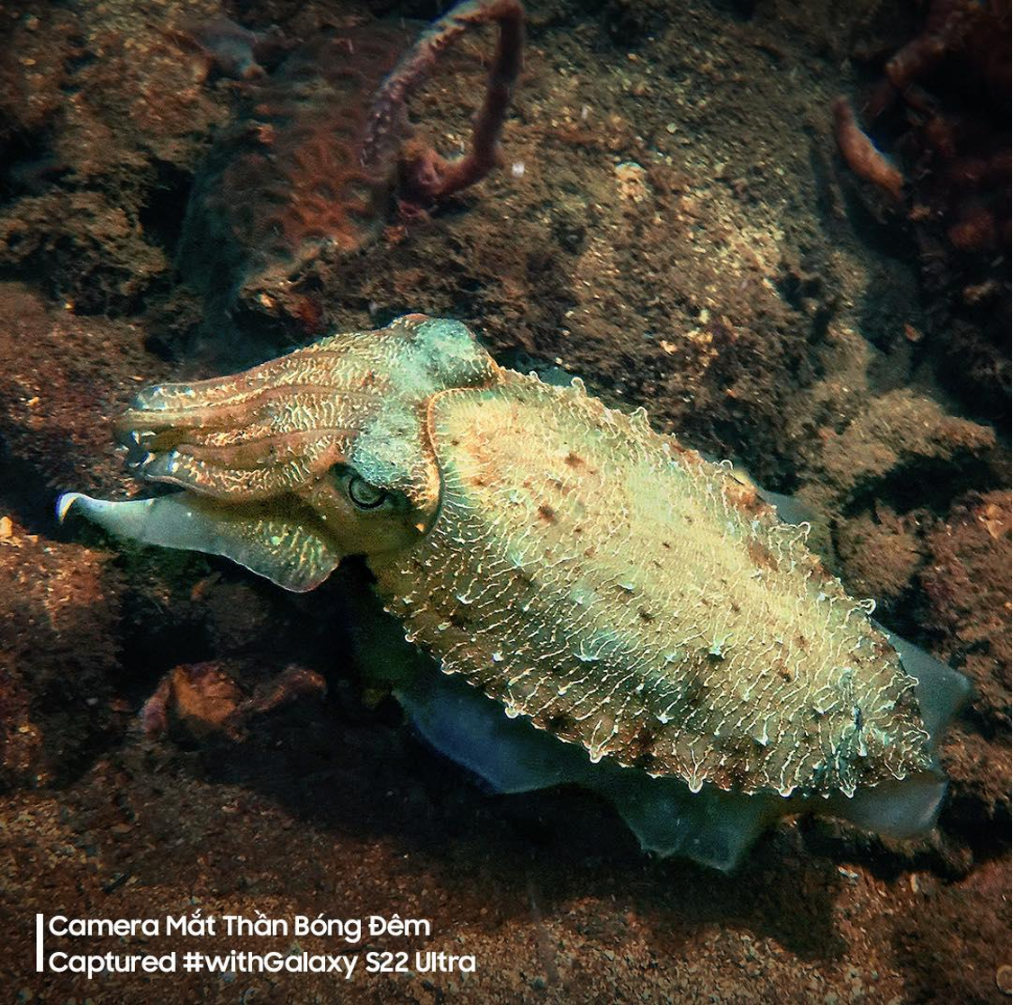 giá S22 ảnh 5 gia S22 anh 5