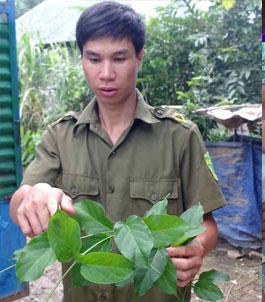Lá ngón rất dễ tìm thấy ở Quảng Hòa