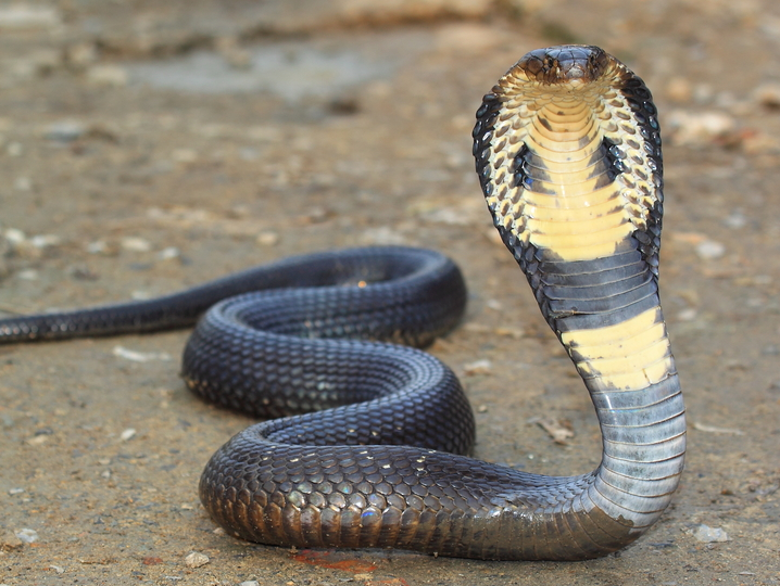 Giap mat truyen nhan mon phai lam bua tri ran ky bi hinh anh