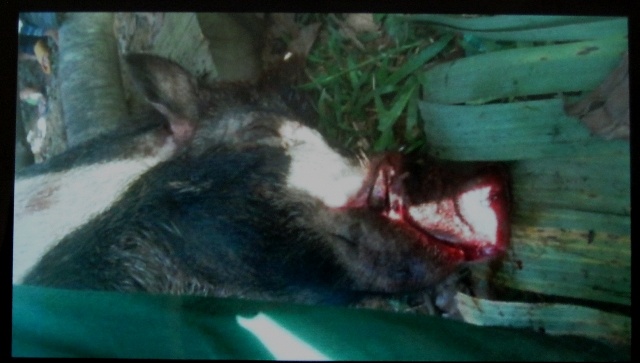 Con heo rừng bị người dân đánh chết (ảnh do người dân chụp lại bằng điện thoại)