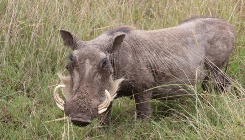 Heo rung nang hon 1 ta can nat chan nguoi dan hinh anh