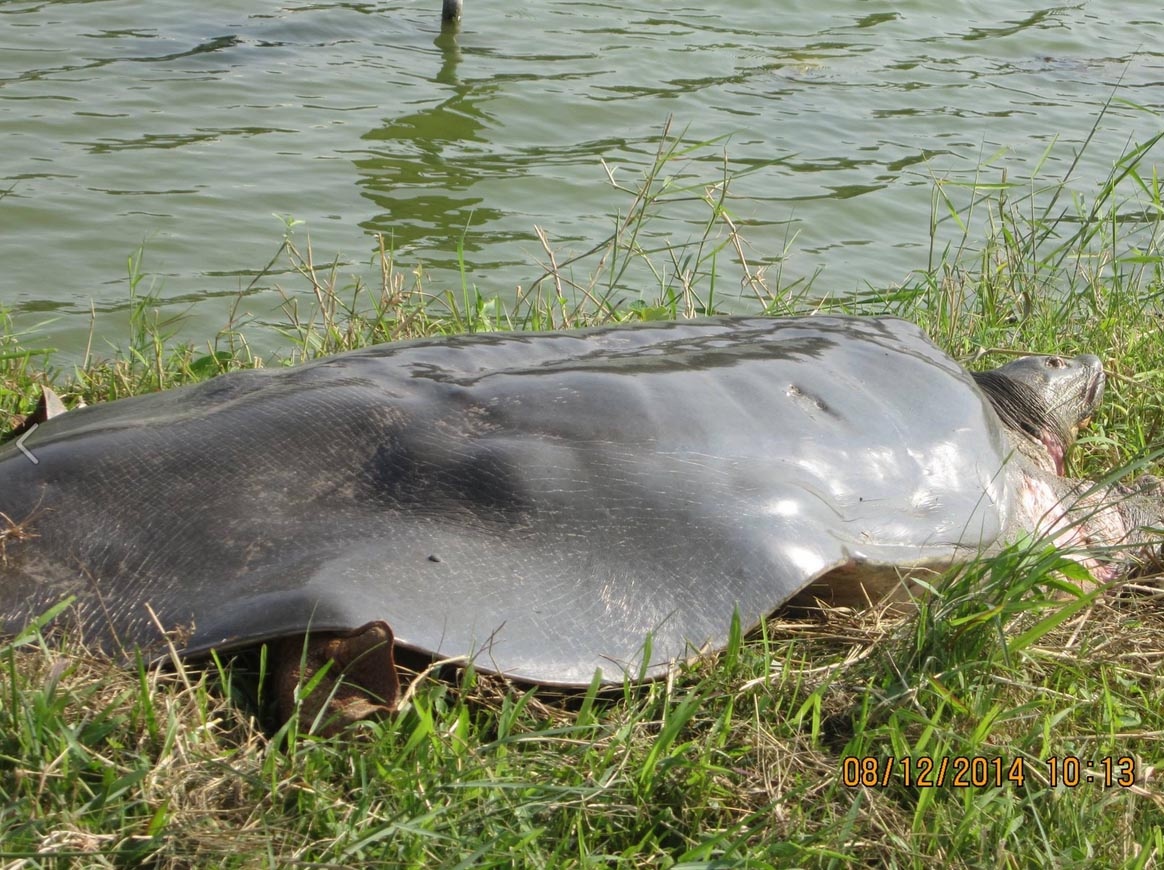 Cụ rùa. Ảnh: Hà Đình Đức