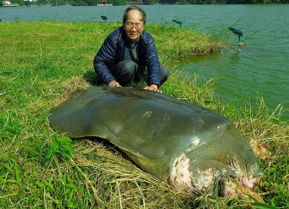 'Cu' rua ho Guom noi len phoi nang hinh anh