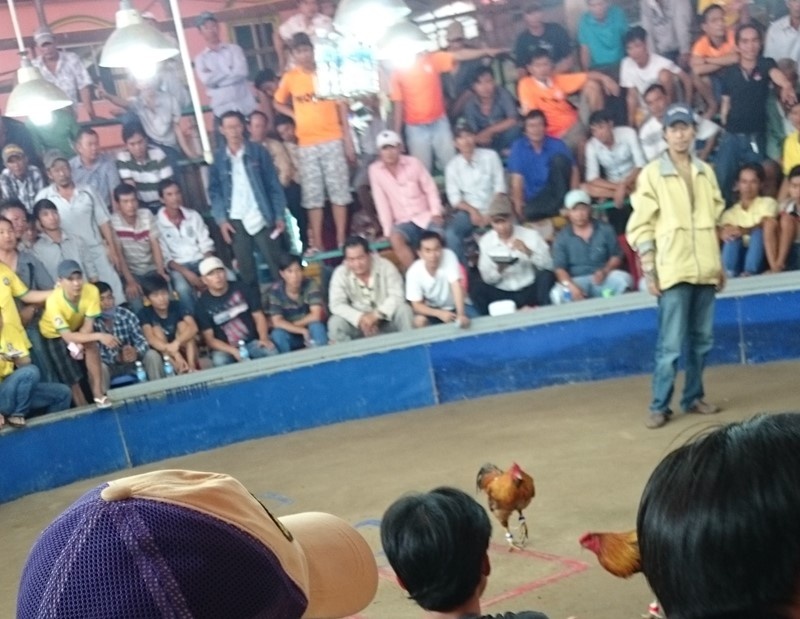 Hai chú gà gườm nhau...