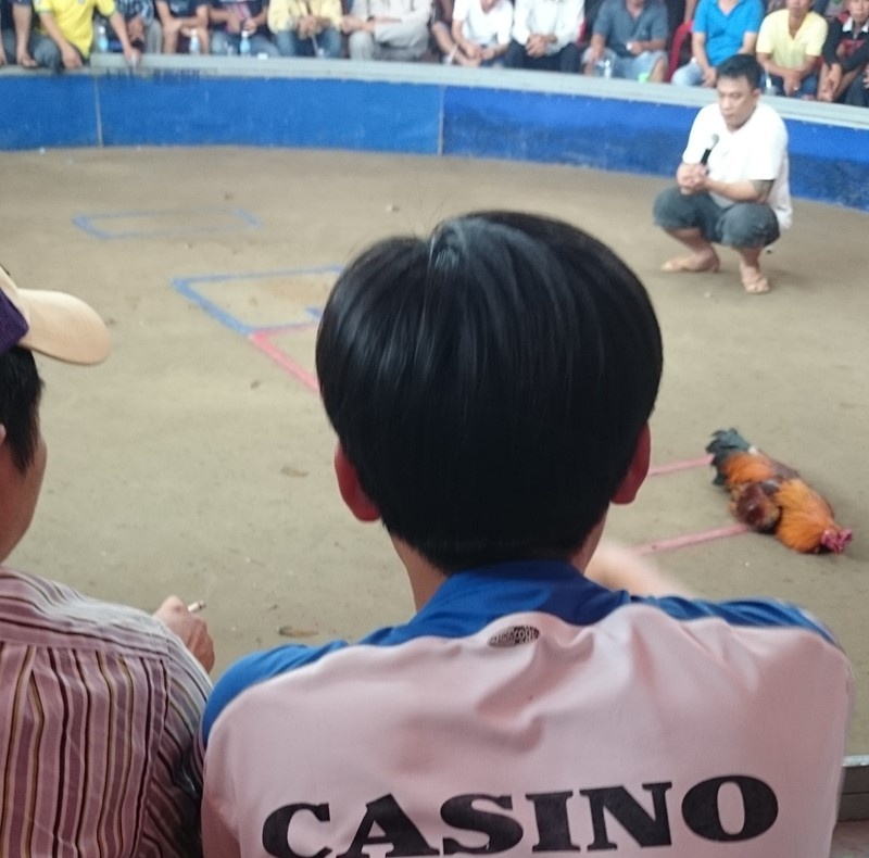 Sau 30 giây, một chú gà dính cựa, chết tại chỗ.