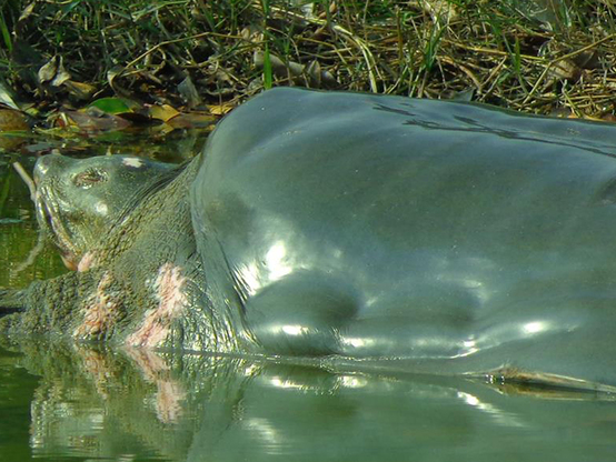 'Cu' rua noi len phoi nang giua mua dong hinh anh