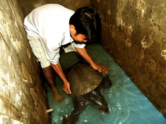 Con cua dinh hoang da  duoc tra gia 45 trieu hinh anh