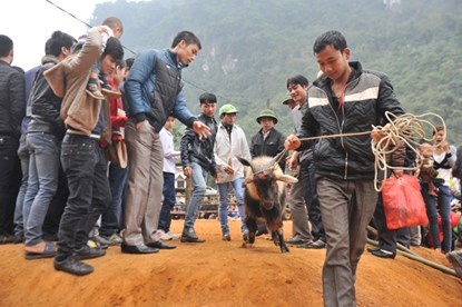 Chú dê chiến được chủ dắt ra sàn đấu. 