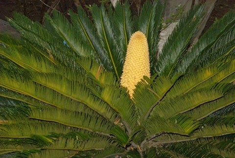 Dau nam, cay van tue o ben Ninh Kieu tro bong hinh anh