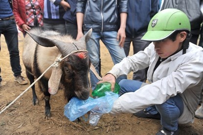 Chủ dê chăm sóc cho chú dê chọi lọt vào vòng trong.