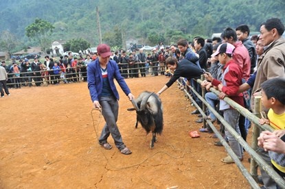 Chú dê thắng cuộc được chủ dắt một vòng quanh sân để chào khán giả. Sau đó chú lại được đưa về đàn, tiếp tục sản sinh con cháu cho mùa chọi năm sau. 