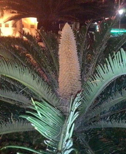 Vạn tuế trổ bông