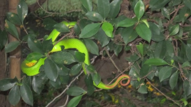 Ran luc duoi do xuat hien nhieu co the do thoi tiet hinh anh