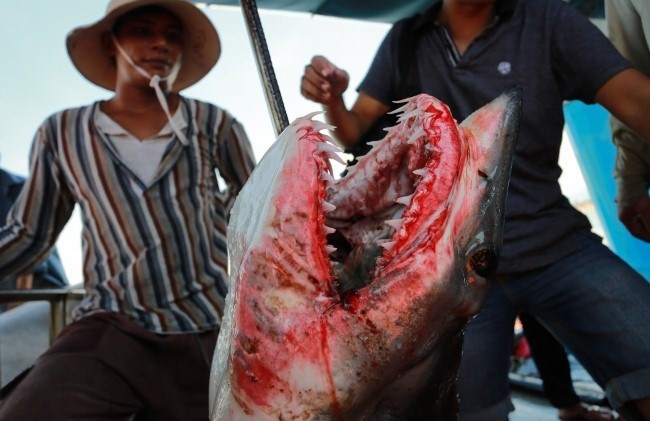 Nghe cau 'cop bien' hinh anh