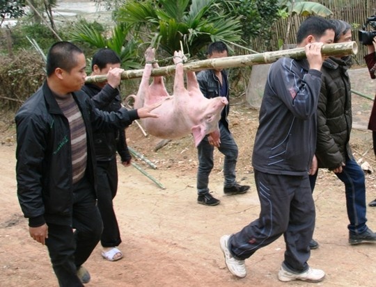 Trong lễ cưới, thịt heo là món không thể thiếu