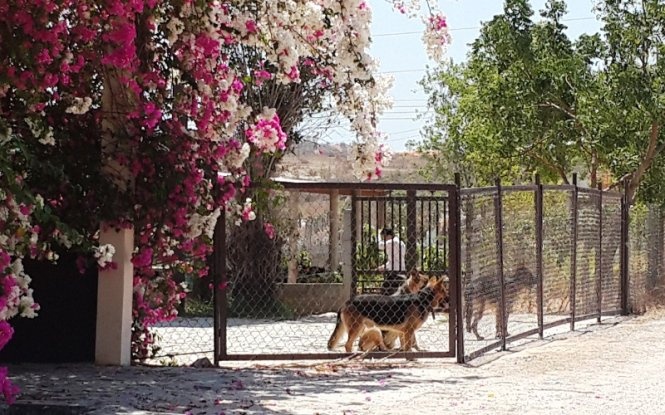 Khu biệt thự có chó canh giữ từ bên trong rào.