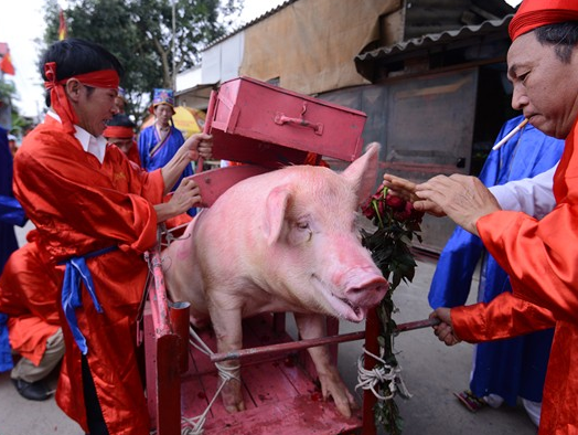 'Khong the bo ngay duoc le chem lon' hinh anh