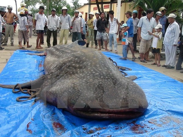 Ca voi nang 250 kg mac luoi cua ngu dan hinh anh