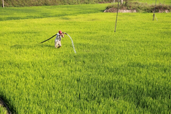 Ông Trần Văn Tri (56 tuổi, thôn 9, xã Hòa Lễ, Krông Bông, Đắk Lắk) kéo nước cứu ruộng lúa gia đình - Ảnh: Trung Tân