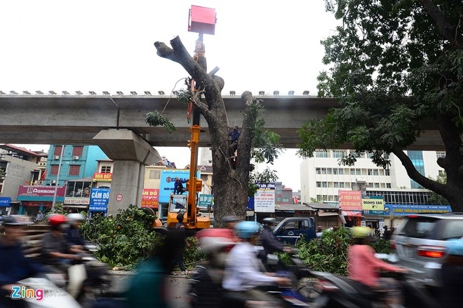 Những cây xà cừ ở trục đường Nguyễn Trãi - Trần Phú (Hà Nội) có độ cao khoảng 8 - 10 m. Để phục vụ việc xây dựng tuyến đường sắt trên cao, chiều 29 và sáng 30/1, những người thợ chặt cây xanh dọc tuyến này bắt tay vào công việc của mình. Ảnh: Lê Hiếu