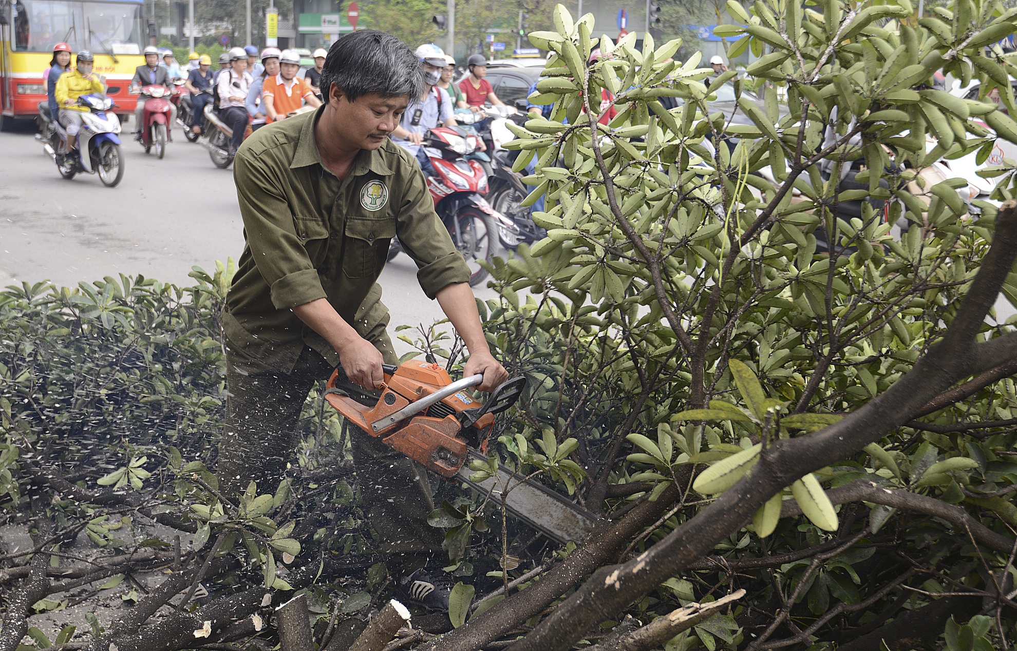 Ha Noi tam dung chat ha hang nghin cay xanh hinh anh