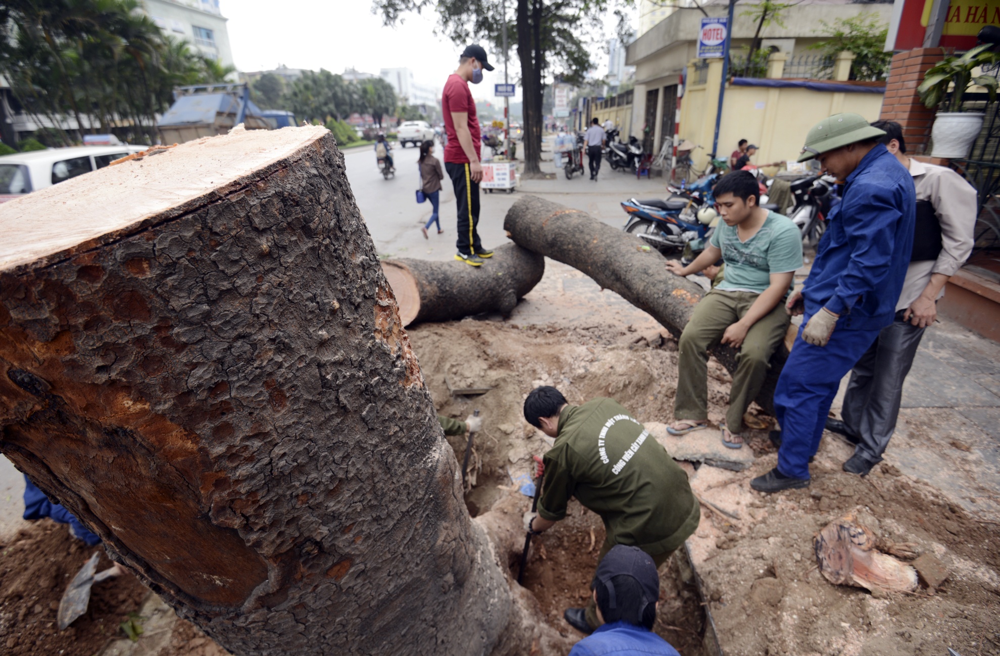 Ha Noi se ban dau gia go tu nhung cay bi chat hinh anh