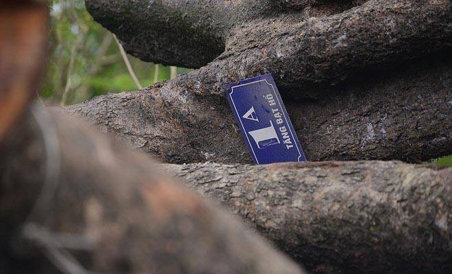 Bi thu Ha Noi: Vu cay xanh khong the xu ly 'hoa ca lang' hinh anh