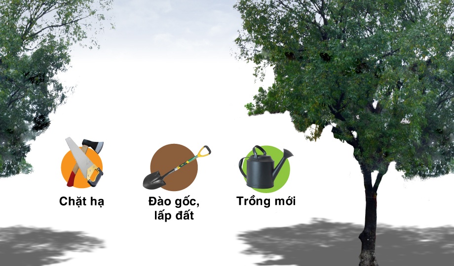 Chi phi don ha, thay moi mot cay xa cu o Ha Noi hinh anh