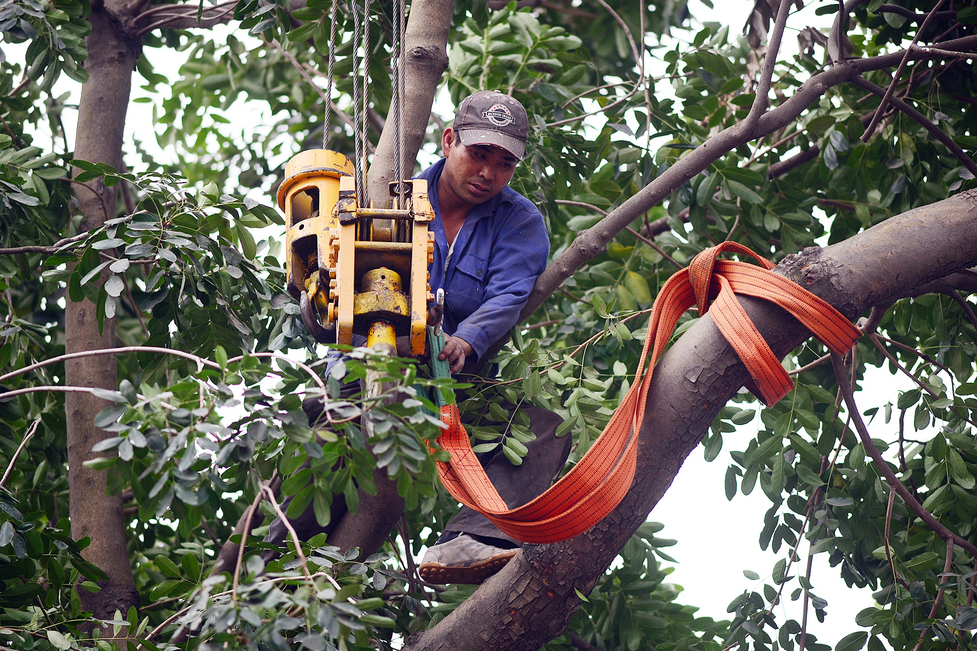 Chu tich Ha Noi thuc tien do xu ly vu chat cay xanh hinh anh