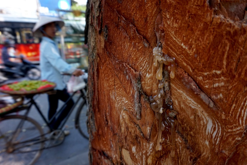 De nghi Cong an Ha Noi vao cuoc vu 'deo vo cay xa cu' hinh anh