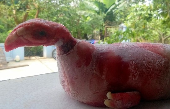 Heo me de ra con minh heo dau giong ga hinh anh