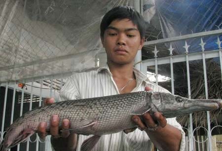 Cá sấu hỏa tiễn