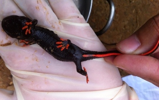 Cá lóc thằn lằn. Ảnh: 