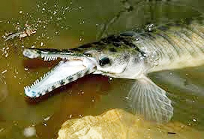 Diem danh nhung loai ca ky la xuat hien o Viet Nam hinh anh