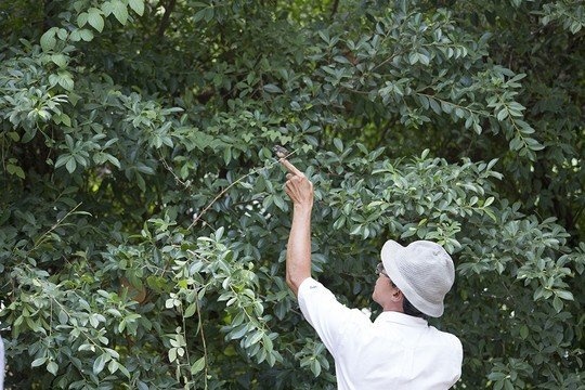 Tranh cai nay lua ve chup chim, khoe chim hinh anh