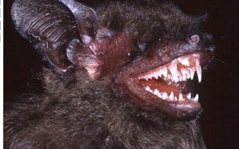 Loài dơi muỗi Hypsugo dolichodon ở Lào và Việt Nam - (Daily Mail)