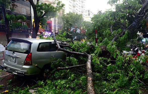 Ai chiu trach nhiem khi cay xanh de chet nguoi? hinh anh